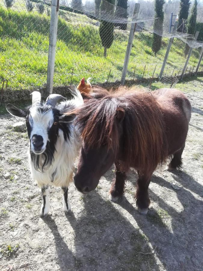Agriturismo Selvella Allerona Bagian luar foto